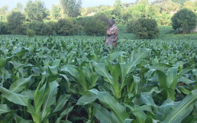 Climate–Proofed Presidential Input Programme Targets 3.5 Million Farmers This Season