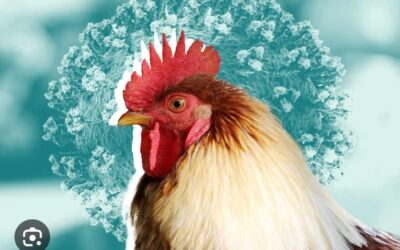 Avian influenza outbreak hits SA.