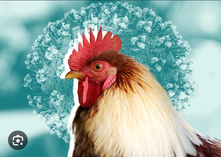 Avian influenza outbreak hits SA.