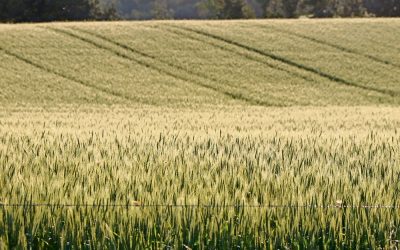 Government comes up robust winter cereals production plan