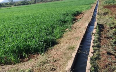 Silalatshani Farmers Gear Up for Winter Wheat Harvest Despite Water Challenges