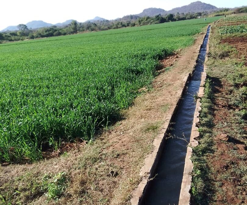 Silalatshani Farmers Gear Up for Winter Wheat Harvest Despite Water Challenges